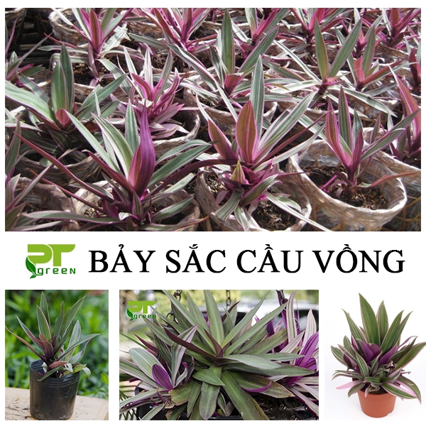 Cây Bảy sắc cầu vồng | Cây trồng viền được ưa chuộng nhất hiện nay